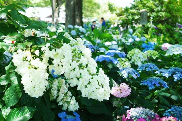 IG繡球花打卡熱點！日本超夢幻「紫陽花手水舍」，美到讓人想直飛名古屋！