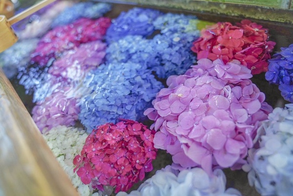 IG繡球花打卡熱點！日本超夢幻「紫陽花手水舍」，美到讓人想直飛名古屋！