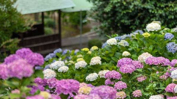 IG繡球花打卡熱點！日本超夢幻「紫陽花手水舍」，美到讓人想直飛名古屋！