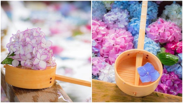 IG繡球花打卡熱點！日本超夢幻「紫陽花手水舍」，美到讓人想直飛名古屋！