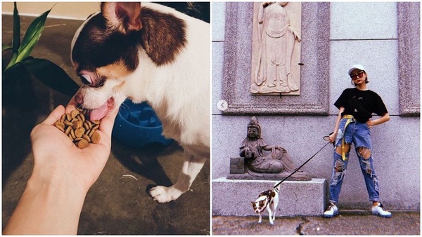 狗奴潮模的假日都在這!「動物友善餐廳」讓毛孩子也開心~