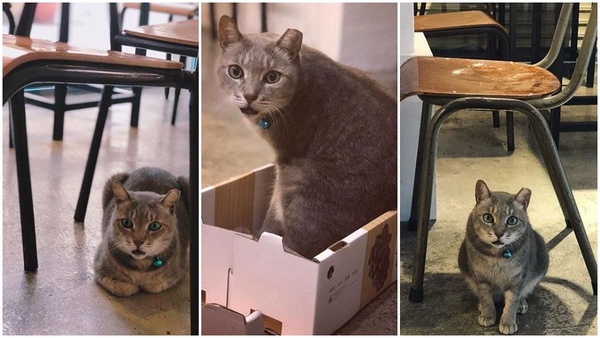 狗奴潮模的假日都在這!「動物友善餐廳」讓毛孩子也開心~