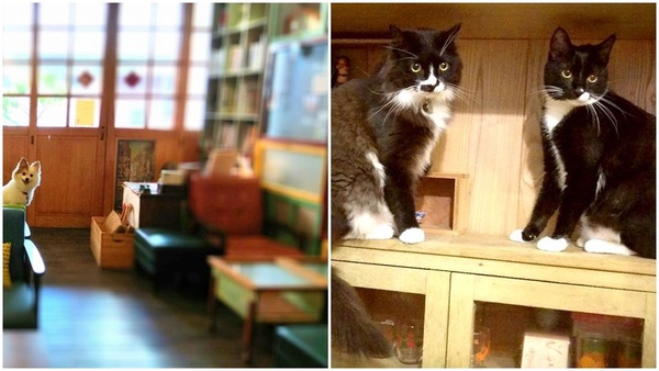 狗奴潮模的假日都在這!「動物友善餐廳」讓毛孩子也開心~