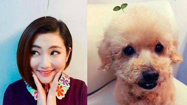 貓狗更容易擄獲明星的愛！？蔡依林護駕愛犬Woohoo撇清狗狗肥胖疑雲！