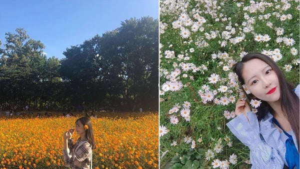韓國秋季必訪！盤點首爾超好拍花海景點，秋天別再只賞楓！