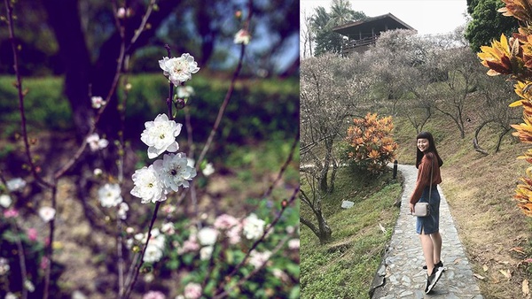 梅花季又到了！除了角板山公園還有這些賞梅景點，週末趕快衝了！