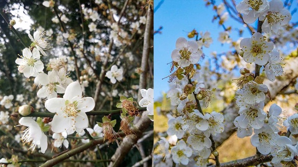 梅花季又到了！除了角板山公園還有這些賞梅景點，週末趕快衝了！