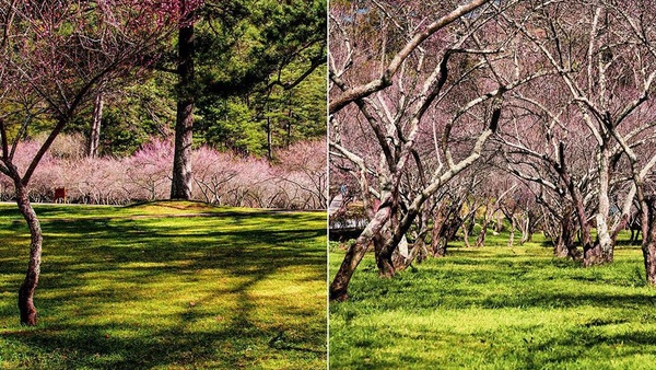梅花季又到了！除了角板山公園還有這些賞梅景點，週末趕快衝了！