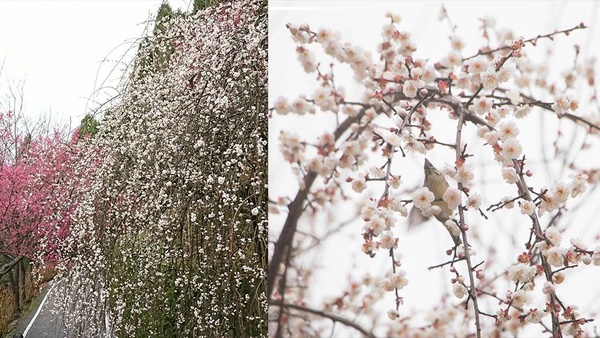 梅花季又到了！除了角板山公園還有這些賞梅景點，週末趕快衝了！