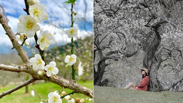 梅花季又到了！除了角板山公園還有這些賞梅景點，週末趕快衝了！