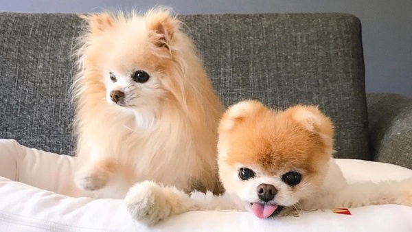 全世界最可愛的網紅犬Boo過世！大批紛絲哀悼，去當最可愛的天使