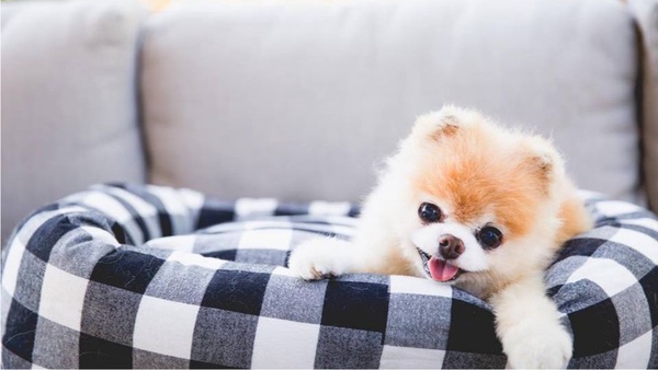 全世界最可愛的網紅犬Boo過世！大批紛絲哀悼，去當最可愛的天使