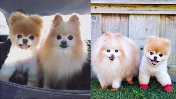 全世界最可愛的網紅犬Boo過世！大批紛絲哀悼，去當最可愛的天使