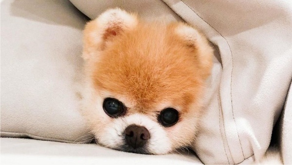 全世界最可愛的網紅犬Boo過世！大批紛絲哀悼，去當最可愛的天使