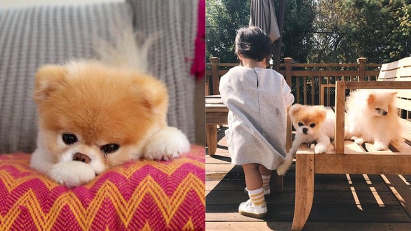 全世界最可愛的網紅犬Boo過世！大批紛絲哀悼，去當最可愛的天使