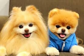 全世界最可愛的網紅犬Boo過世！大批紛絲哀悼，去當最可愛的天使