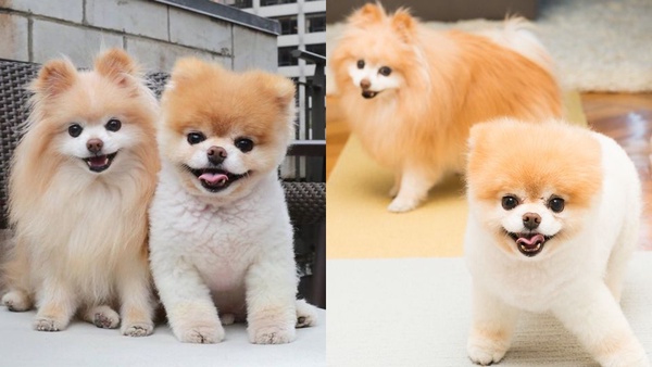 全世界最可愛的網紅犬Boo過世！大批紛絲哀悼，去當最可愛的天使