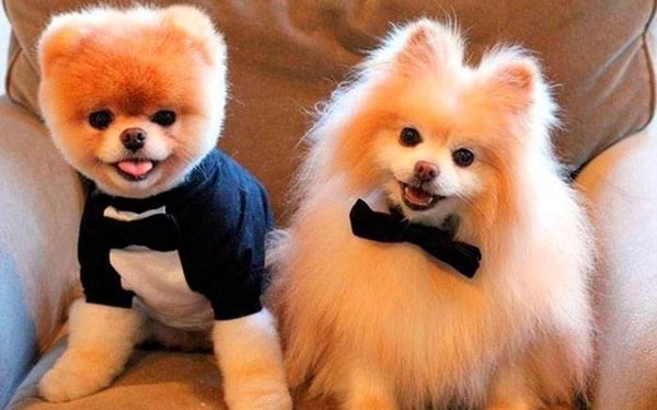 全世界最可愛的網紅犬Boo過世！大批紛絲哀悼，去當最可愛的天使