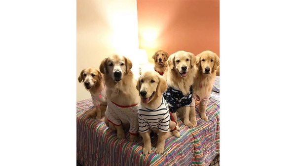 可愛萌犬拍團體照，越拍越多隻，根本是汪星人的戶外教學啦！