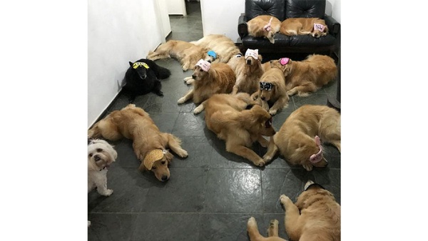 可愛萌犬拍團體照，越拍越多隻，根本是汪星人的戶外教學啦！
