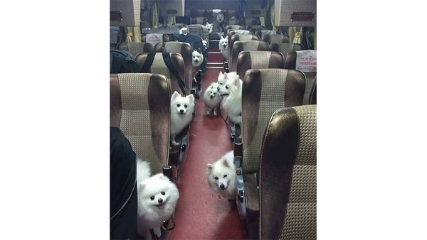 可愛萌犬拍團體照，越拍越多隻，根本是汪星人的戶外教學啦！
