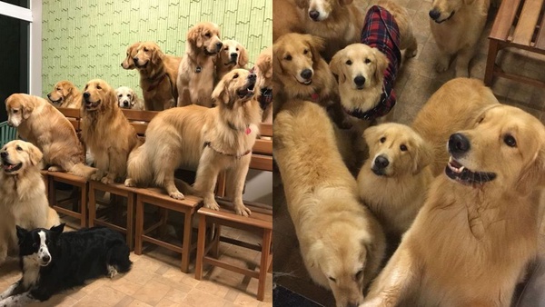 可愛萌犬拍團體照，越拍越多隻，根本是汪星人的戶外教學啦！