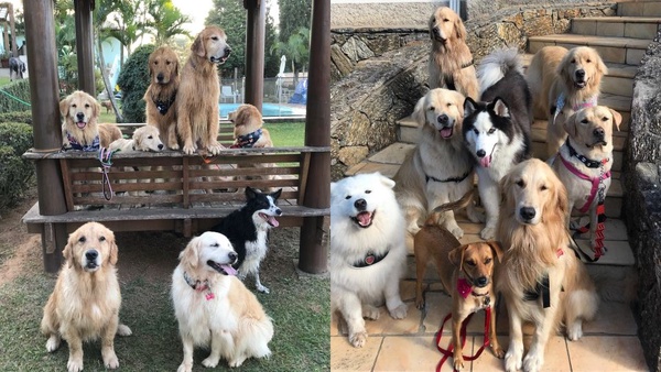 可愛萌犬拍團體照，越拍越多隻，根本是汪星人的戶外教學啦！