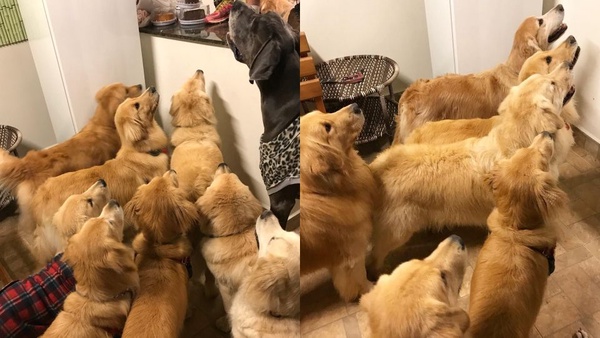 可愛萌犬拍團體照，越拍越多隻，根本是汪星人的戶外教學啦！