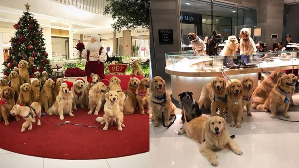 可愛萌犬拍團體照，越拍越多隻，根本是汪星人的戶外教學啦！