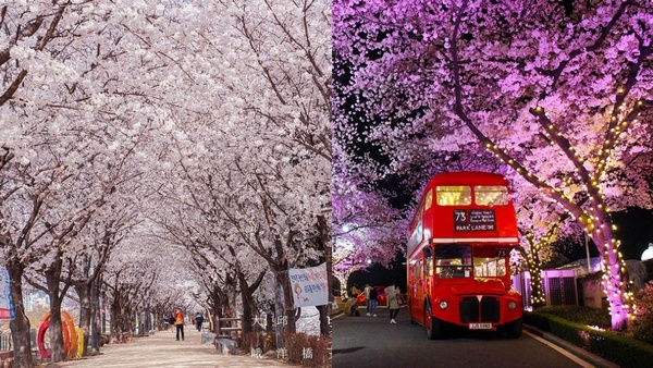 韓國「櫻花慶典」懶人包～3、4月櫻花季旅遊絕對不能錯過！