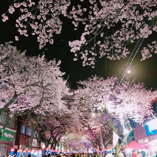 韓國「櫻花慶典」懶人包～3、4月櫻花季旅遊絕對不能錯過！
