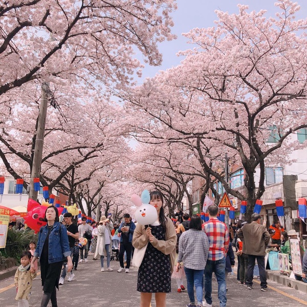 韓國「櫻花慶典」懶人包～3、4月櫻花季旅遊絕對不能錯過！
