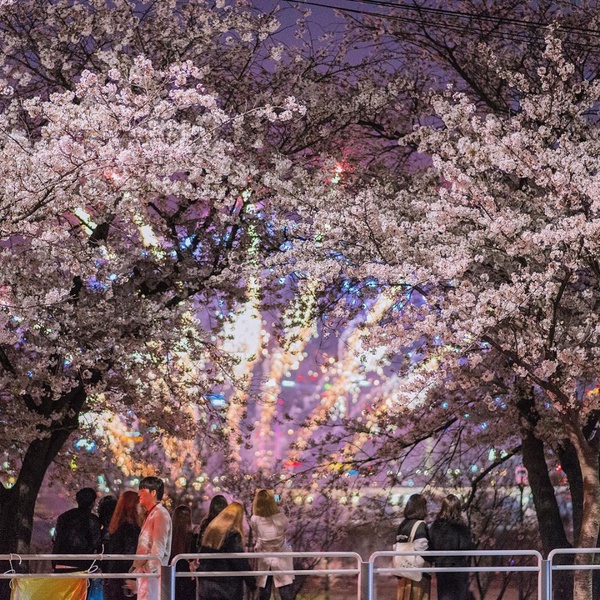 韓國「櫻花慶典」懶人包～3、4月櫻花季旅遊絕對不能錯過！