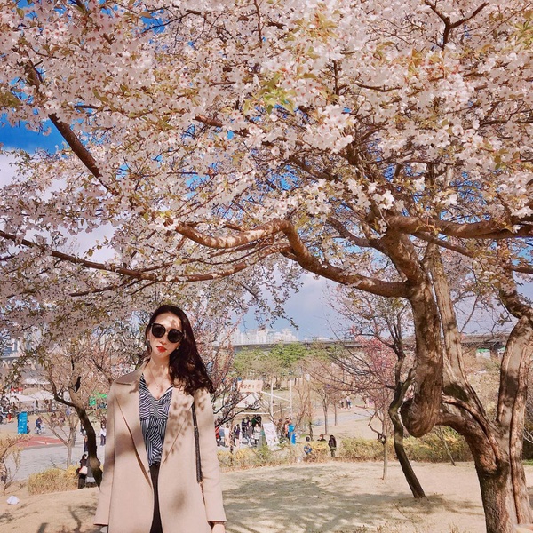 韓國「櫻花慶典」懶人包～3、4月櫻花季旅遊絕對不能錯過！