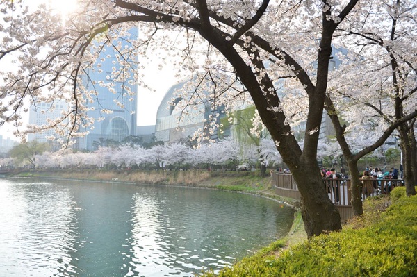 韓國「櫻花慶典」懶人包～3、4月櫻花季旅遊絕對不能錯過！