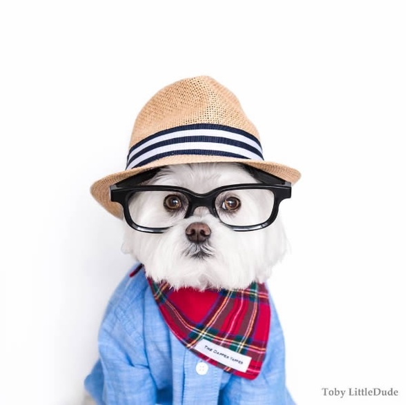 狗狗界的穿搭大師！最潮馬爾濟斯Toby，這麼會穿的狗真的合理嗎？