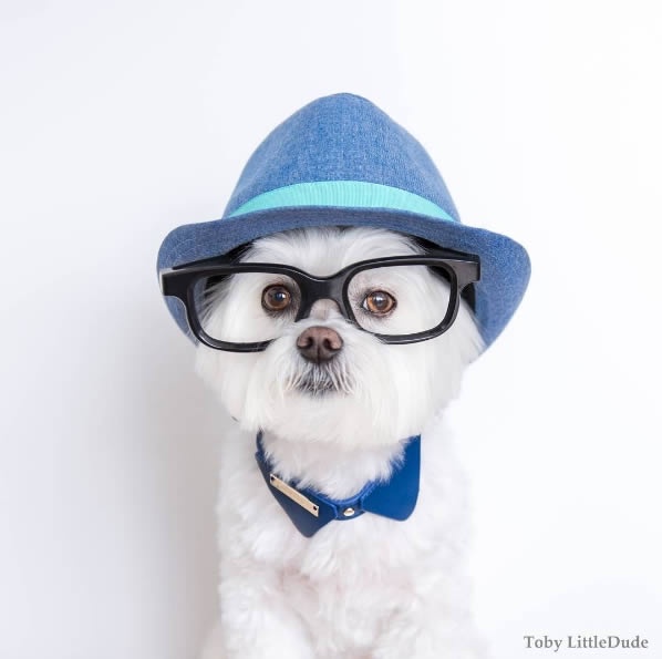 狗狗界的穿搭大師！最潮馬爾濟斯Toby，這麼會穿的狗真的合理嗎？