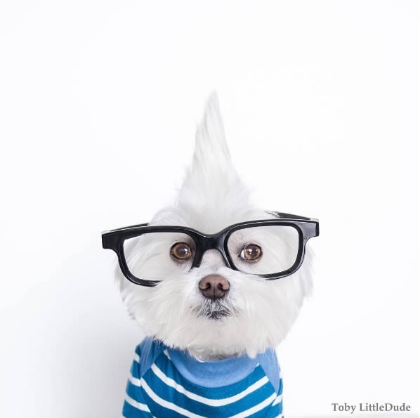 狗狗界的穿搭大師！最潮馬爾濟斯Toby，這麼會穿的狗真的合理嗎？