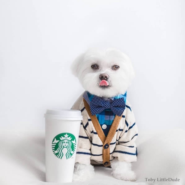 狗狗界的穿搭大師！最潮馬爾濟斯Toby，這麼會穿的狗真的合理嗎？