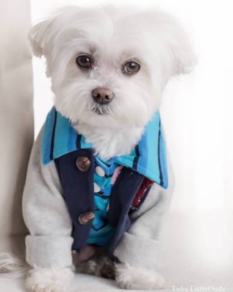 狗狗界的穿搭大師！最潮馬爾濟斯Toby，這麼會穿的狗真的合理嗎？