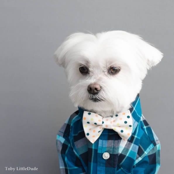 狗狗界的穿搭大師！最潮馬爾濟斯Toby，這麼會穿的狗真的合理嗎？