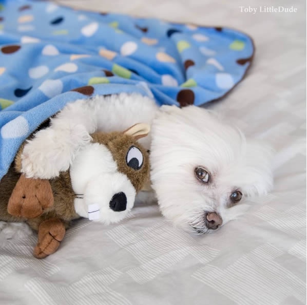 狗狗界的穿搭大師！最潮馬爾濟斯Toby，這麼會穿的狗真的合理嗎？