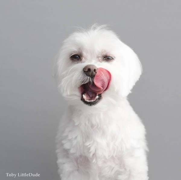 狗狗界的穿搭大師！最潮馬爾濟斯Toby，這麼會穿的狗真的合理嗎？