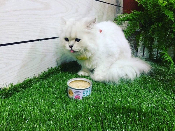 ｜楊晨熙專欄｜帶愛貓去逛寵物展！教你如何挑選最適合牠們的食物～