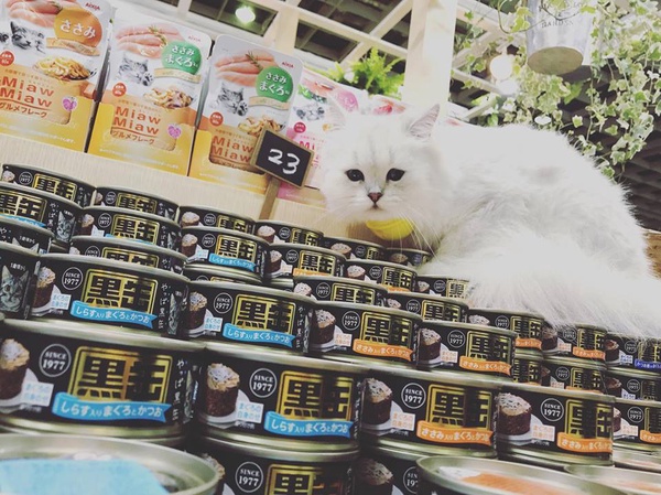 ｜楊晨熙專欄｜帶愛貓去逛寵物展！教你如何挑選最適合牠們的食物～