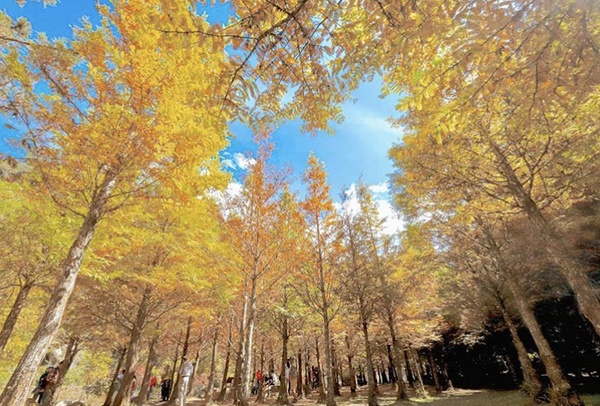 南投秘境景點大公開！杉林溪「黃金水杉」一片橘黃，根本是自帶濾鏡的夢幻仙境～