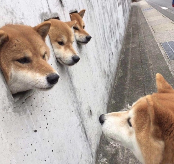 超萌的卡頭柴犬推出2代囉！卡在吉他、衛星裡的超ㄎㄧㄤ柴犬，認真讓人融化啦～