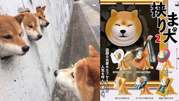 超萌的卡頭柴犬推出2代囉！卡在吉他、衛星裡的超ㄎㄧㄤ柴犬，認真讓人融化啦～