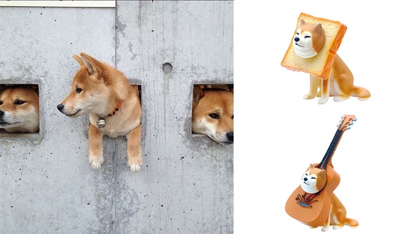 超萌的卡頭柴犬推出2代囉！卡在吉他、衛星裡的超ㄎㄧㄤ柴犬，認真讓人融化啦～