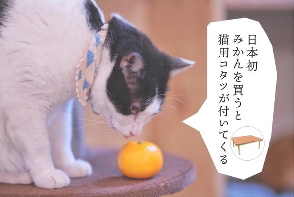 喵喵耍廢必備！瓦楞紙「貓咪暖被桌」日本爆賣中，貓奴們快準備一個給主子吧！